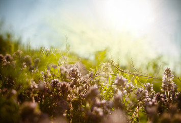 Wild flowers on the meadow. Natural light background