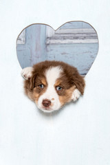 S&uuml;&szlig;er Australian Shepherd Welpe, 7 Wochen alt schaut durch ein herzf&ouml;rmies Loch einer Holzwand 