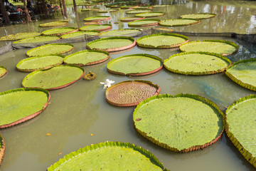 Huge floating lotus, Victoria amazonica