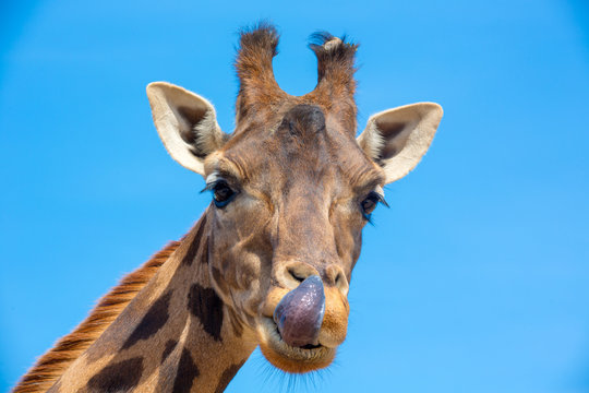 Una giraffa che si lecca i baffi in primo piano