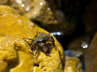 Tiny crab on a wet stone