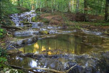 Mountain stream in the forest