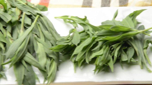 Silene vulgaris Bladder campion Sil&egrave;ne enfl&eacute; Rigonfia Taubenkropf-Leimkraut Grisol Strigoli Stridoli Смолёвка обыкновенная Carletti Strisci  Scrissioi 白玉草 S-ciopit Sclopit S-Ciopetin Cuiet Concigli 