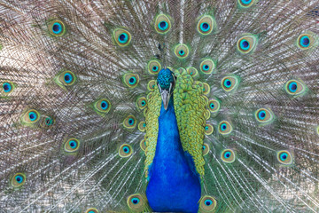 Obraz premium Pfau schlägt Rad, Makro
