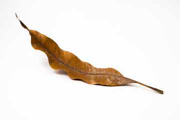 dry leaf