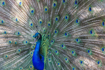 Obraz premium Pfau schlägt Rad, Makro
