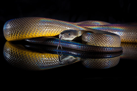 Rainbow Serpent Water Python - Liasis fuscus - isolated on black