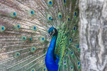 Fototapeta premium Pfau schlägt Rad, Makro