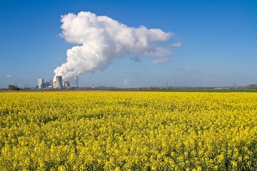 Gelbes Rapsfeld vor Kohlekraftwerk  