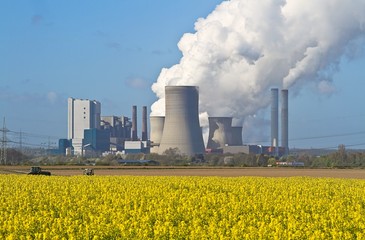 Gelbes Rapsfeld vor Kohlekraftwerk  