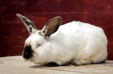 Obraz premium One Californian rabbit sit on wooden table. red background