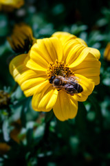 Yellow flower with bee