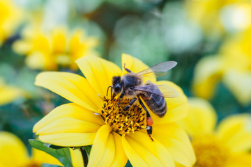 Yellow flower with bee