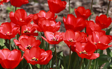 Red tulips under the hot rays of the sun