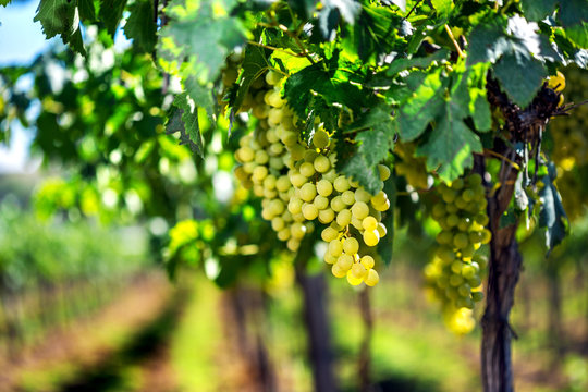 Vineyard row with bunches of ripe white wine grapes.