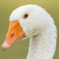 young domestic goose