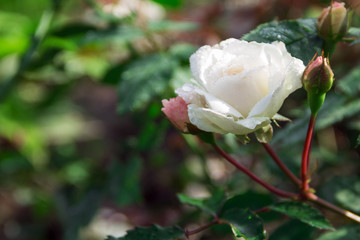 white rose in a garden