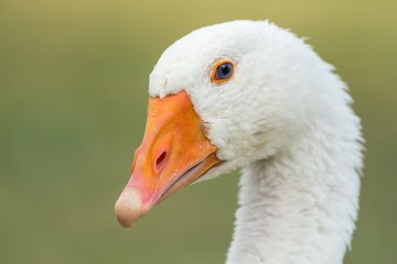 young domestic goose