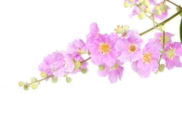 Tropical pink flowers isolated white background