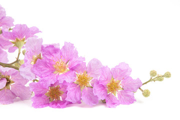 Spring Pink flowers isolated background