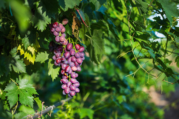 Red grapes with leaves at vineyard in an established winery
