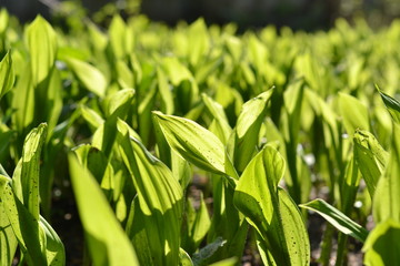 Fototapeta na wymiar Молодые листья ландыша зеленые яркие свежие клумба сад