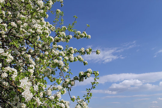 Blooming wild pear branch located on the side of the frame leavi