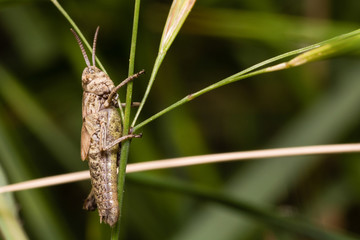 a various grasshopper in the nature