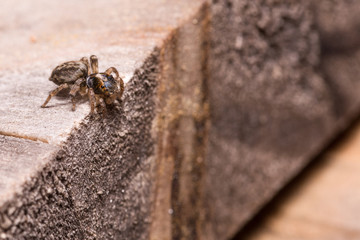Salticidae Spider prepare jump