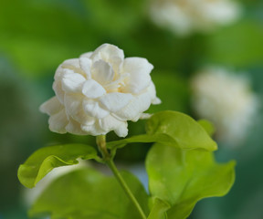 Jasmine flowers