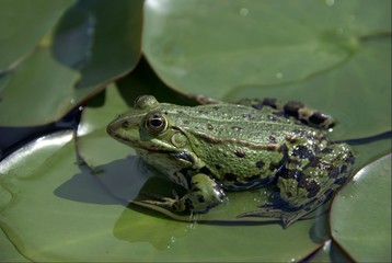 toad