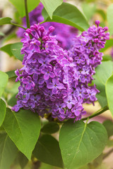 Blooming common lilac (Syringa vulgaris) in spring garden.