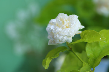Jasmine flowers on the garden.