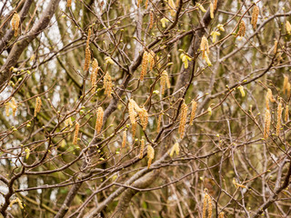 Early catkins on trees signifying the start of spring at Wyre Estuary country park, Wyre, Lancashire