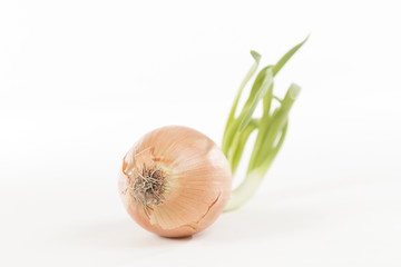 Bulb of onion with green sprouts