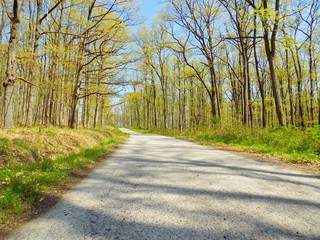 Obraz premium Asphalt road in deciduous forest
