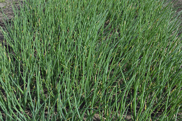 Plantation of green onions