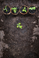 tomato seedlings and shovel on black soil in greenhouse