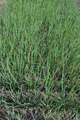 Obraz premium stalks of green onions