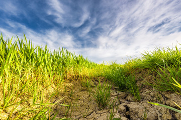 Trench drain with green grass in spring day.