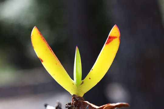 PFLANZEN_1469_Mittagsblume_carpobrotus_edulis