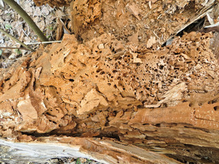 Rotting trunk