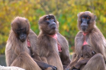  group of monkeys