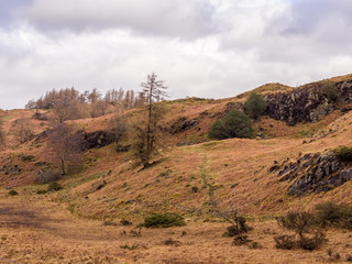 Early springtime at Tarn Hows, Coniston, Cumbria, UK