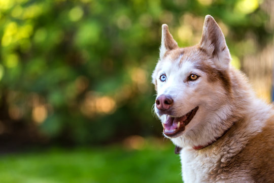 Intelligent husky watching her master.