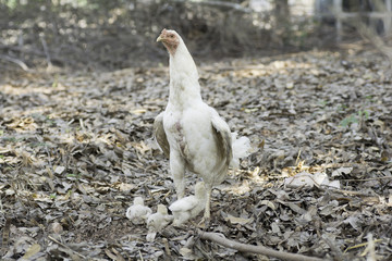 Hens and chicks on the ground with dry leaves .