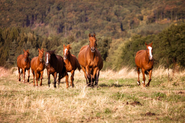Naklejka na ściany i meble Herd of free wild horses galloping on a meadow