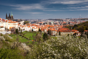 Obraz premium Prague spring: view of the Prague castle, St. Vitus cathedral and historic town from Petrin blossomed park, Czech Republic