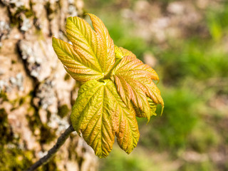 Rivington, Lancashire, UK. April 19th 2016, Early signs of spring with tree bursting into life with the present sprimntime weather.