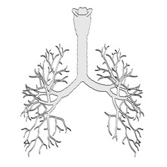 2d cartoon illustration of bronchi